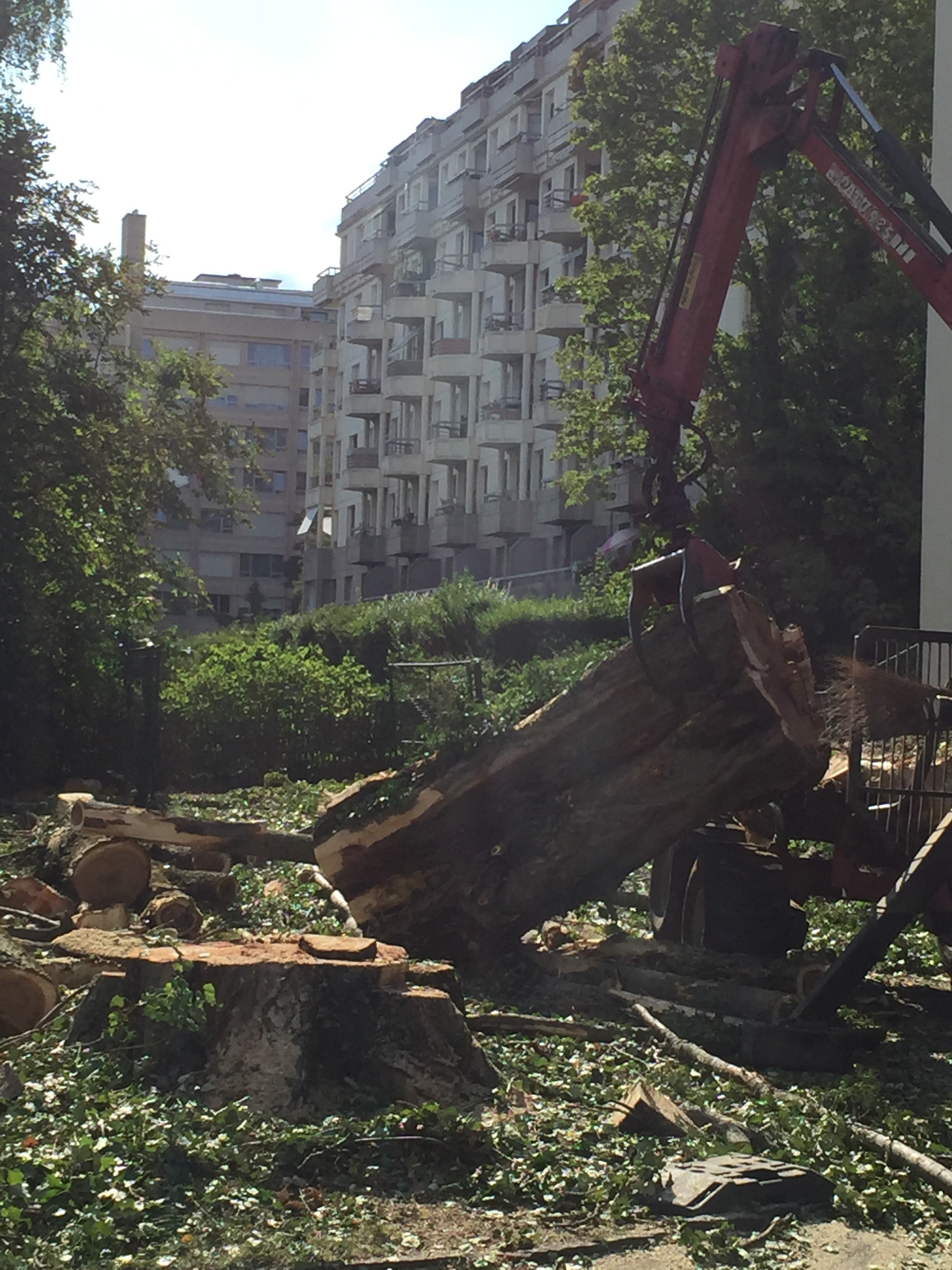 Abattage des arbres - rue Moillebeau